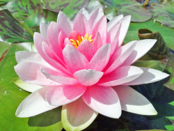 Seerose - echte Darwin, Bild 3
